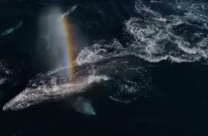 Серые киты делают радугу в заливе Монтерей